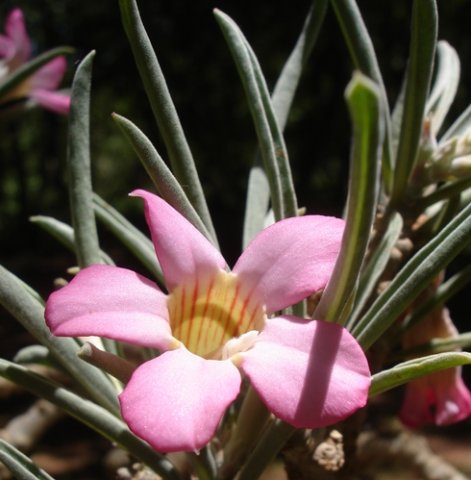 Adenium oleifolium leaves and flower tube